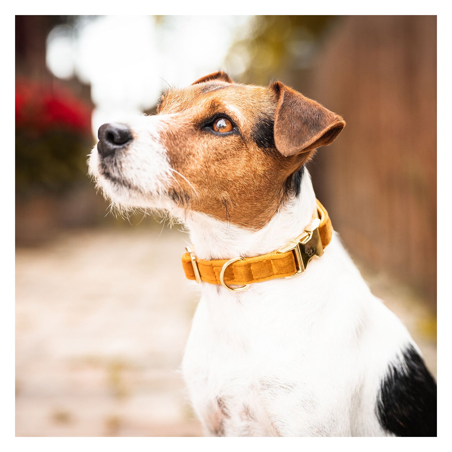 KENTUCKY DOGWEAR Hundehalsband Velvet  - mustard