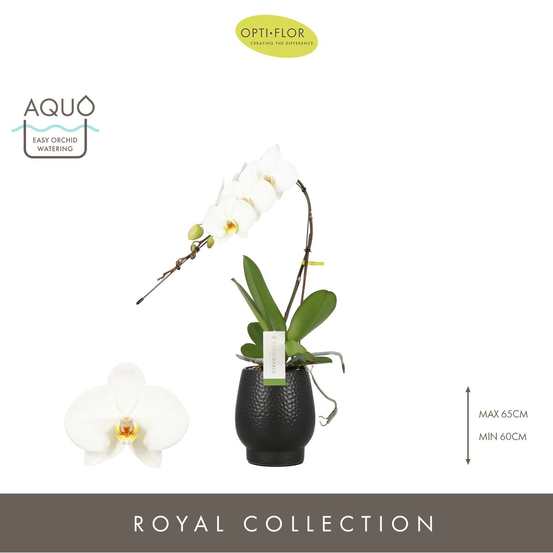 Orchidée - Phalaenopsis Formidablo D12-H70 avec cache-pot noir.