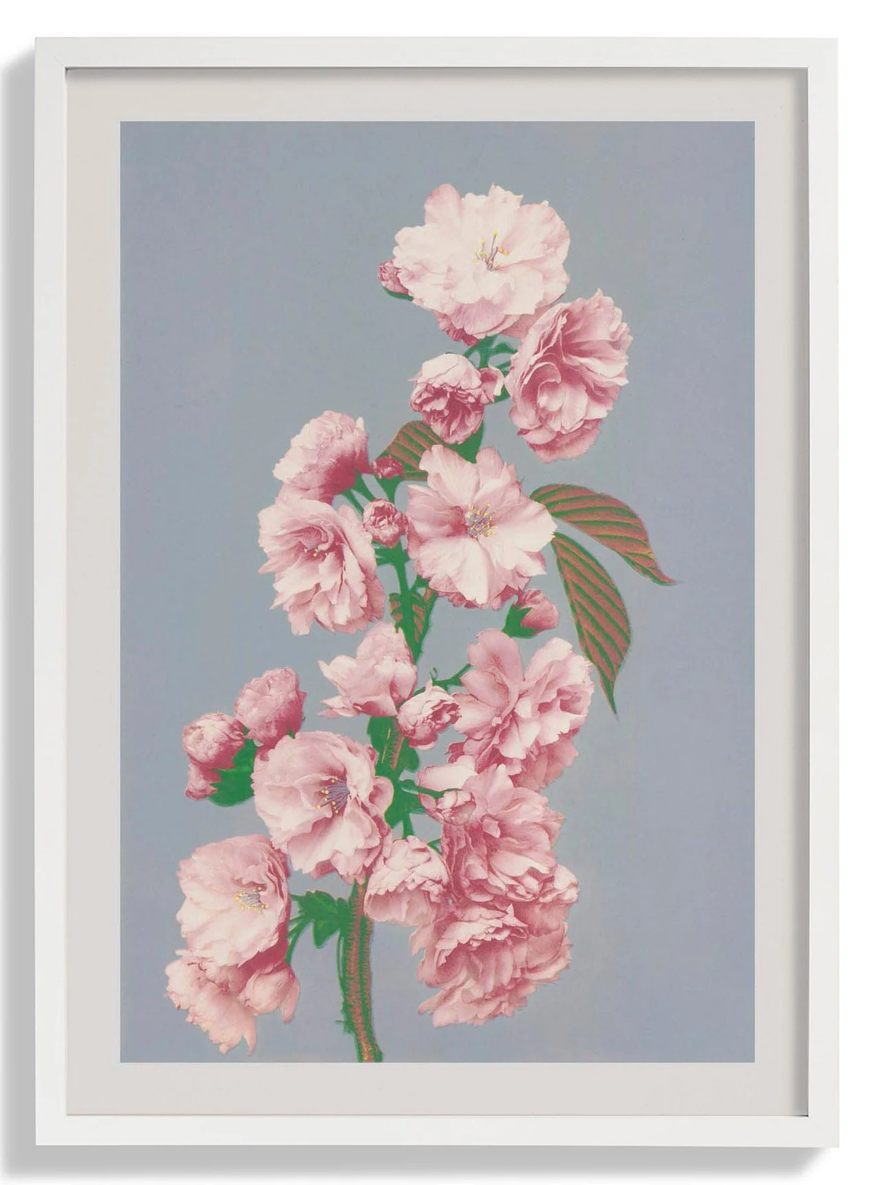 Kirschblüte von Ogawa Kazumasa