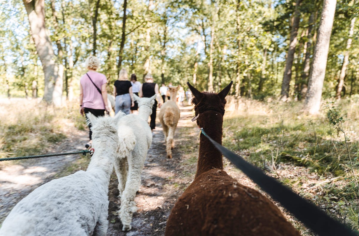 Alpaka Wanderung Walsrode
