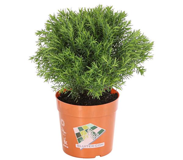 Lebensbaum 'Teddy'