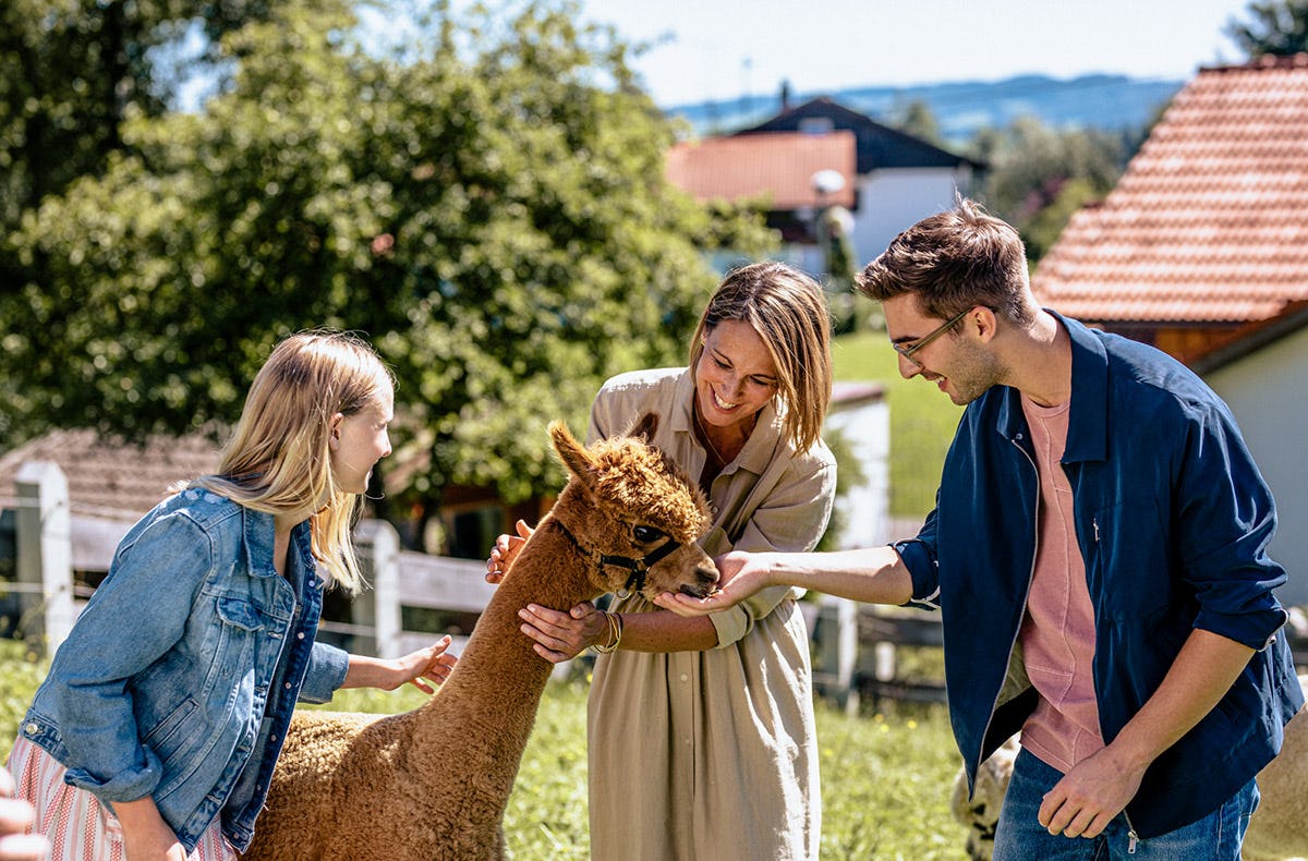 Lama & Alpakawanderung Lechbruck am See