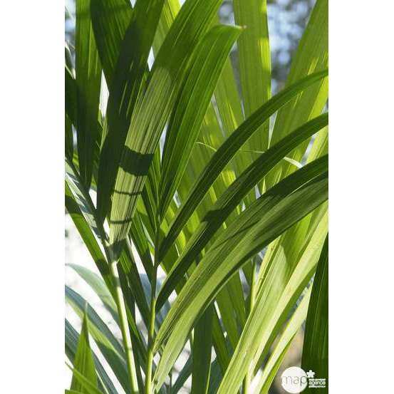 Kentia : H.100/120 cm D24cm
