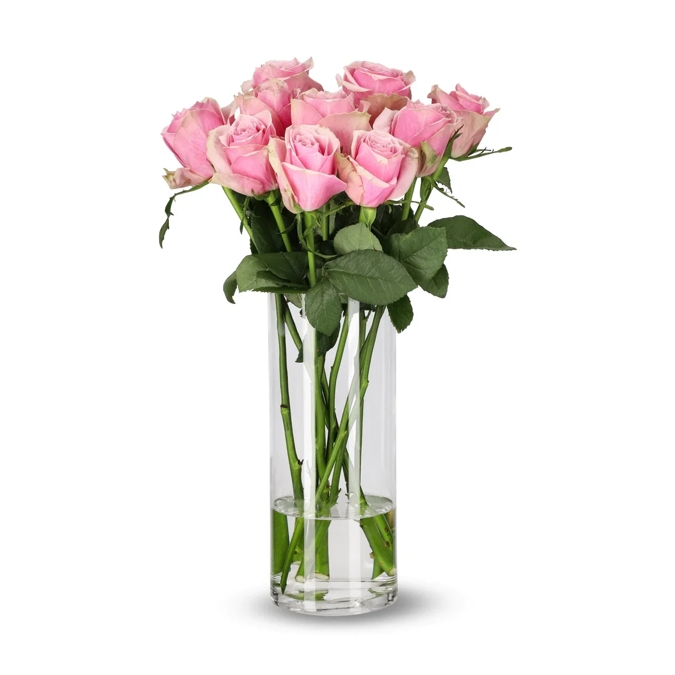 Roser 10 pk Høyde 50 cm