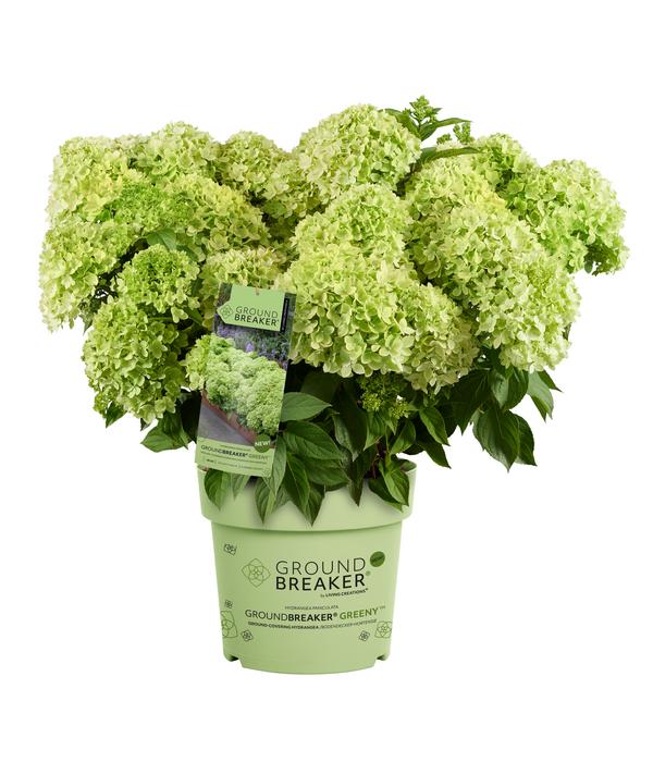 Bodendecker-Rispen-Hortensie Groundbreaker®
