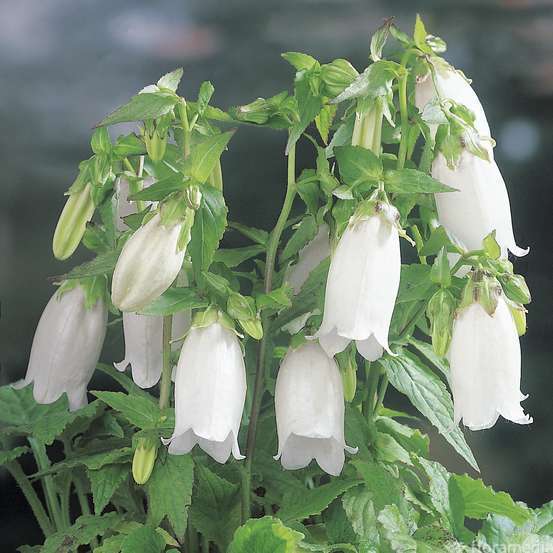 Campanule ponctuée : godet vert