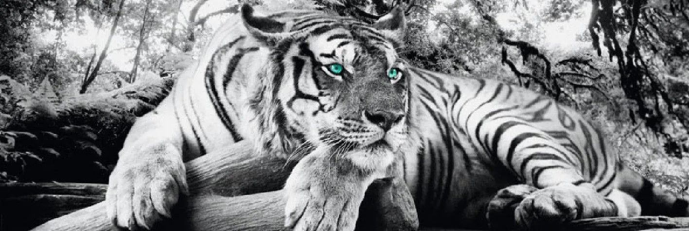 Poster Tiger, 53 x 158 cm