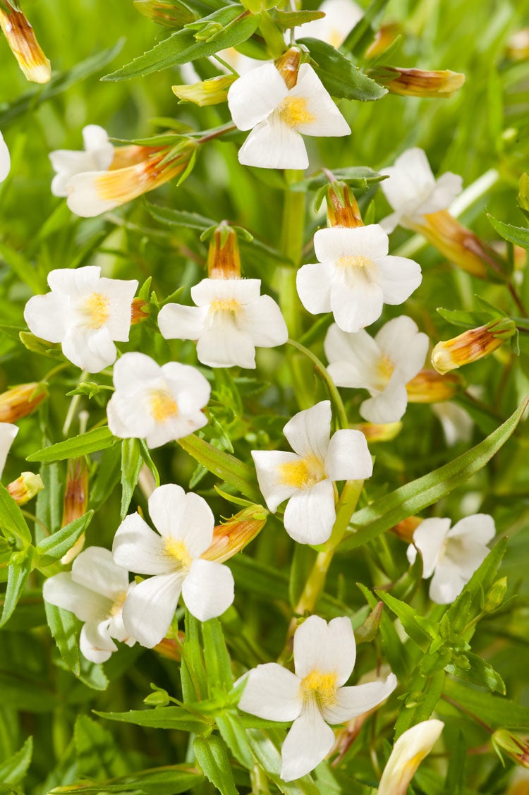 Genadekruid (Gratiola officinalis) D 9 H 20 cm