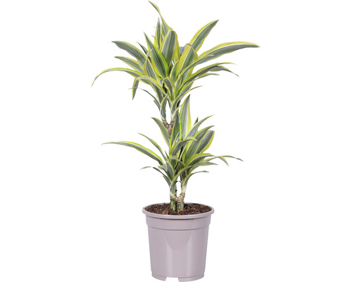 Drakenboom FloraSelf Dracaena 'Lemon Lime' H ca. 75 cm Ø 17 cm pot