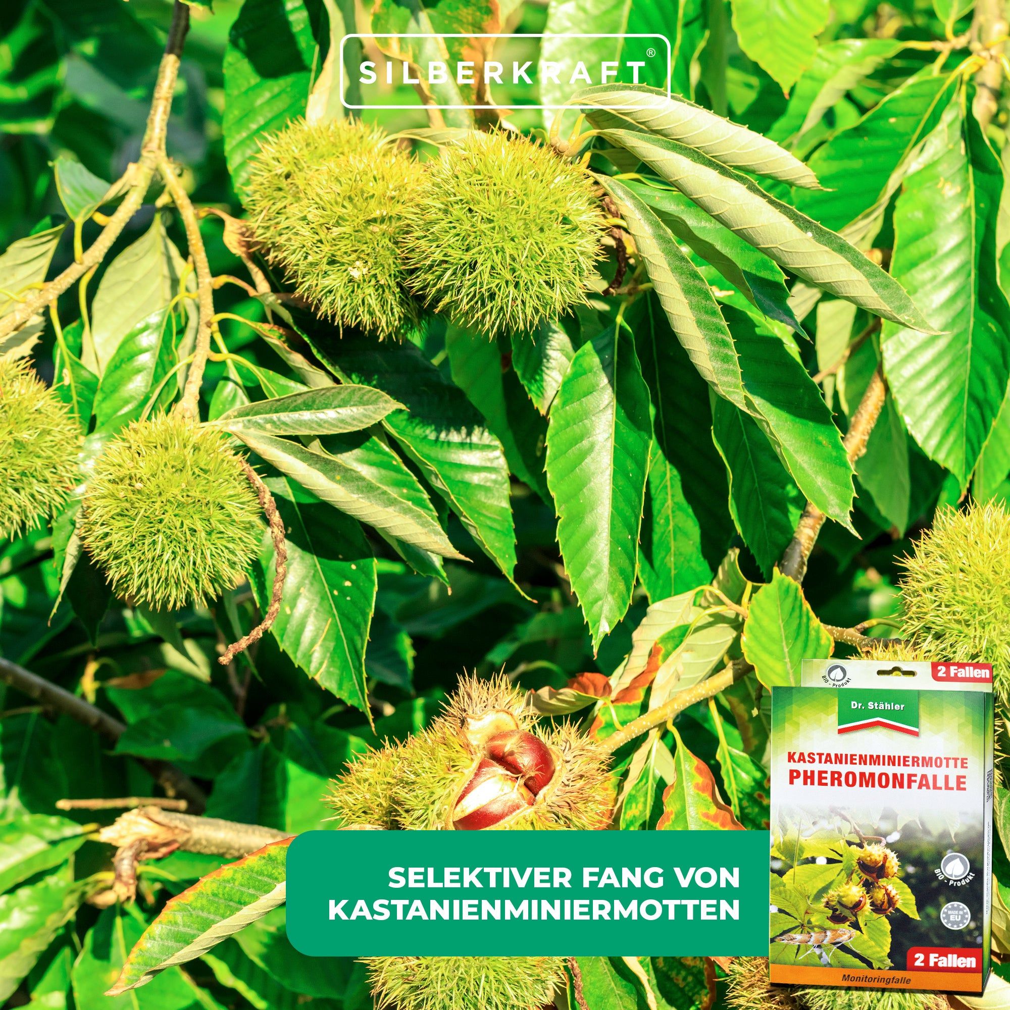 SILBERKRAFT Kastanienminiermotte Pheromonfalle