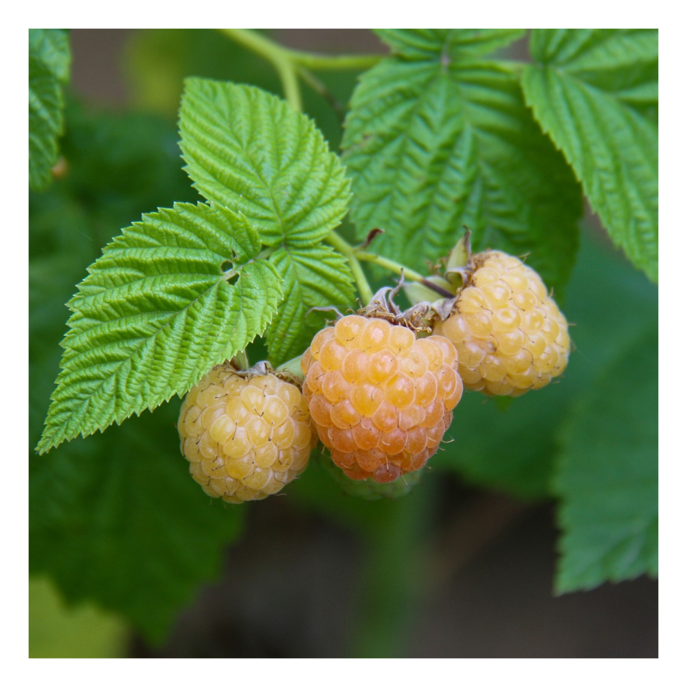 Framboisier idaeus golden bliss®/rubus idaeus golden bliss®[-]pot de 1,5l - 20/50 cm