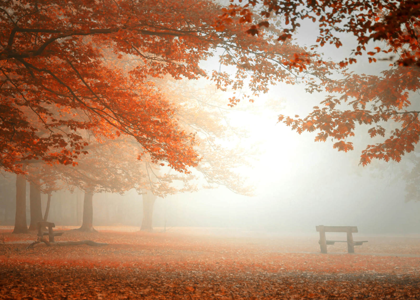 Leinwandbild WALD IM NEBEL - braun-orange - 70x50 cm