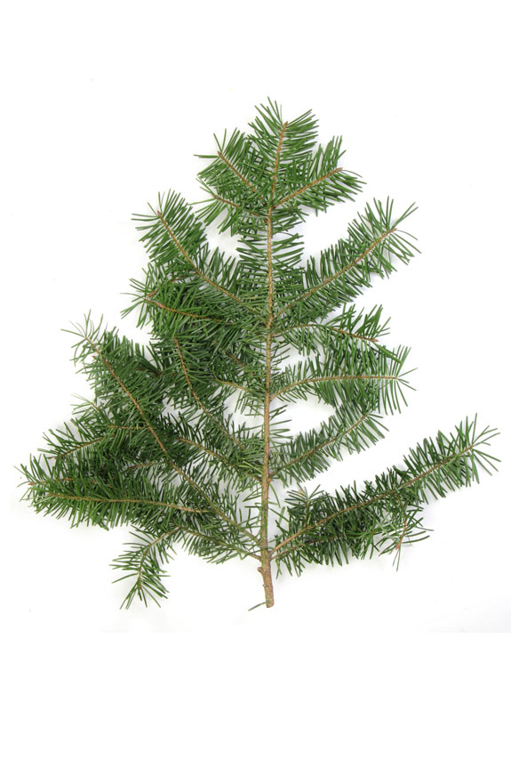 Huile essentielle de sapin de Douglas   Pseudotsuga menziesii