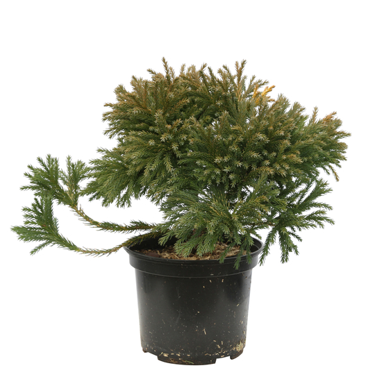 Cèdre du Japon (Cryptomeria japonica) 'Globosa Nana' 30/40: pot 3L