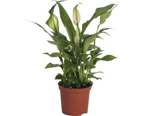 Vredeslelie FloraSelf Spathiphyllum wallisii H 20-25 cm Ø 7 cm pot