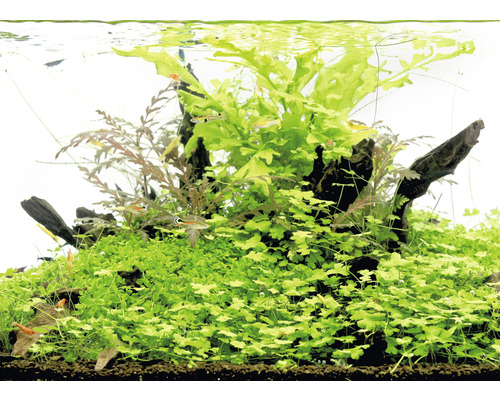 Klavertjevier - Hydrocotyle tripartita