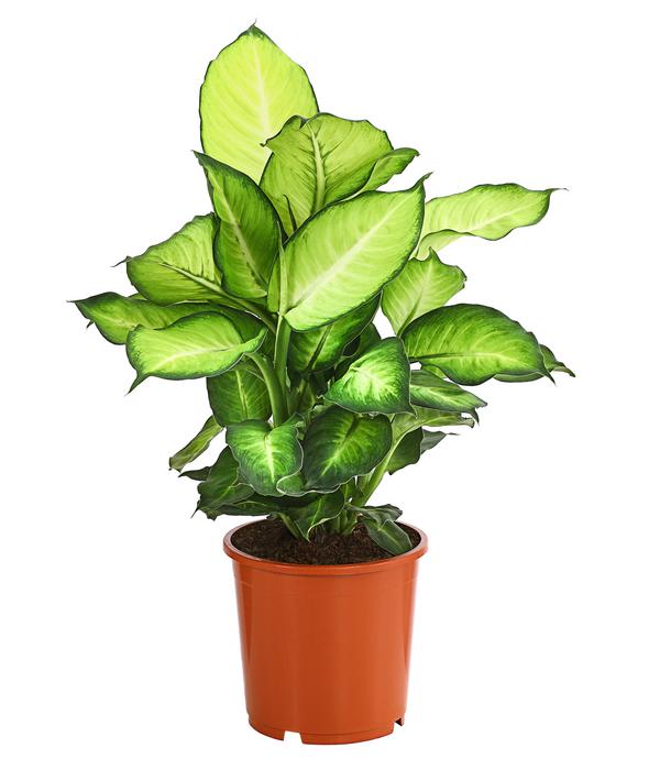 Dieffenbachie - Dieffenbachia 'Summerstyle'