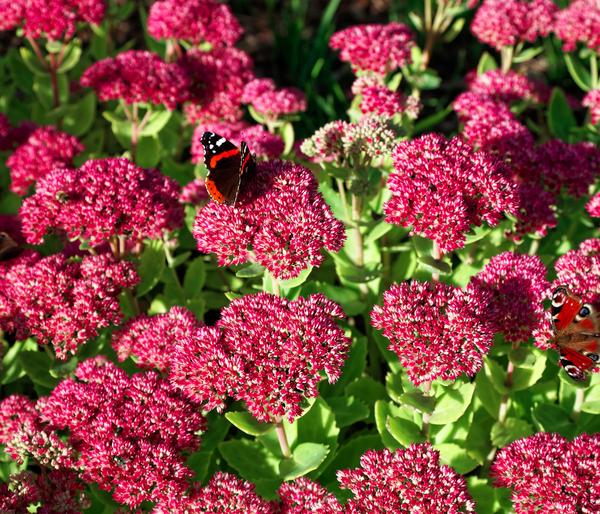 Bio Große Fetthenne 'Herbstfreude'