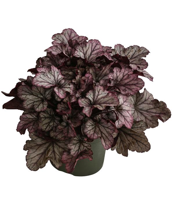 Purpurglöckchen 'Huckleberry'