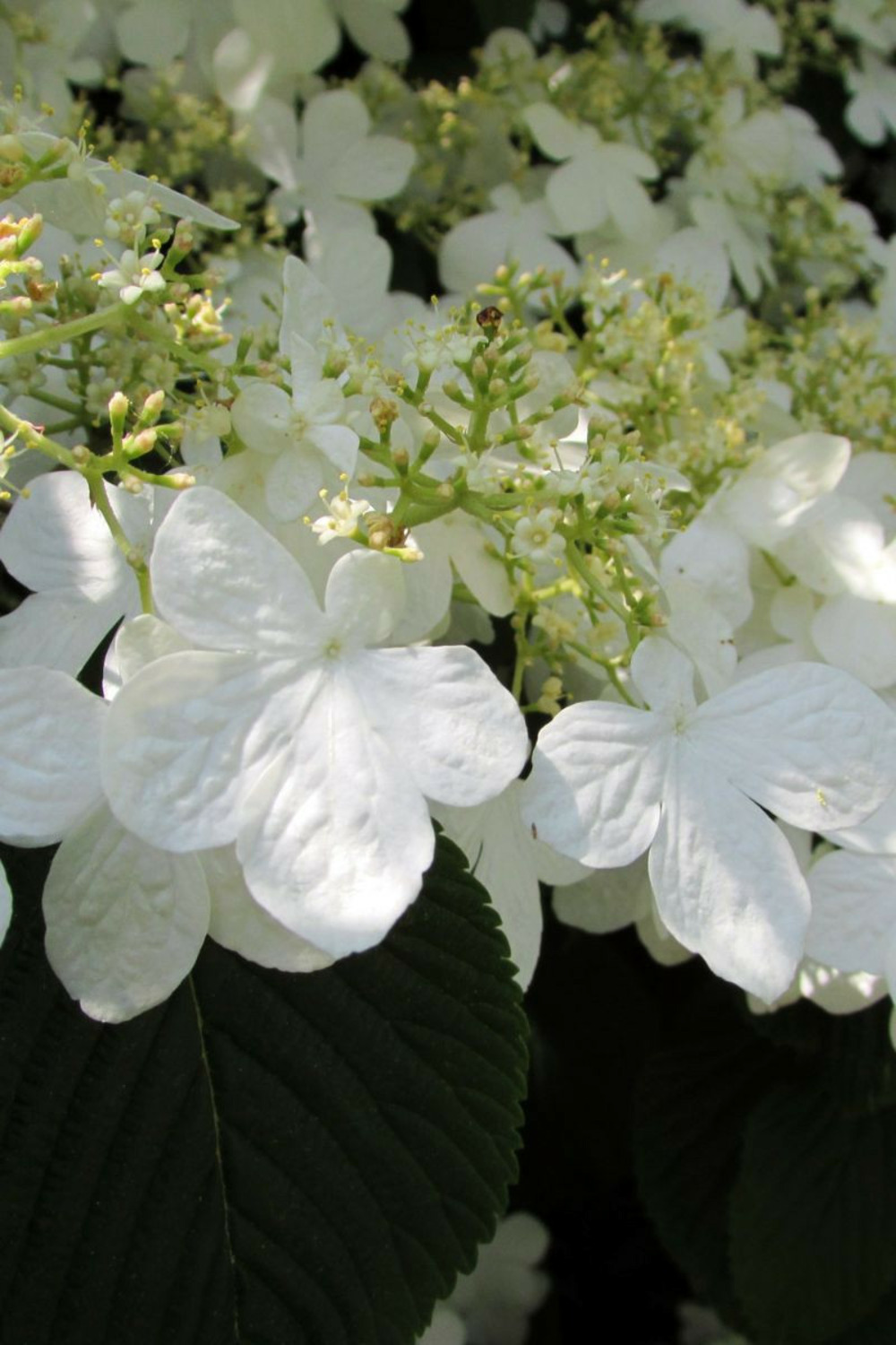 Viorne de chine'mariesii' - 3l