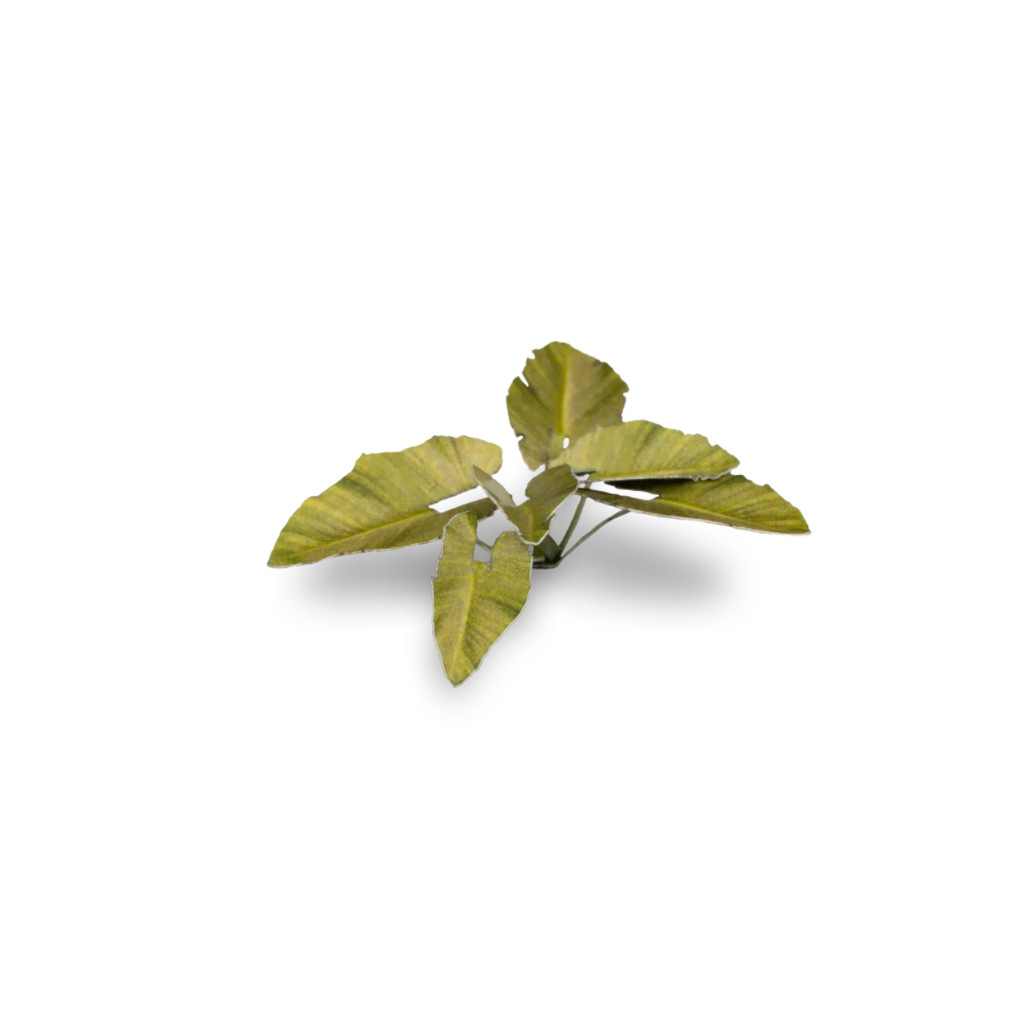 Laser Plants - Elephant Ear