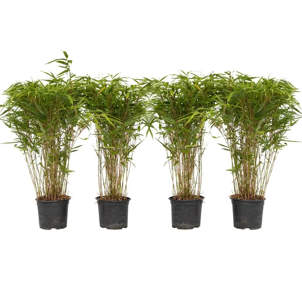 Bamboe - Set van 4 - Fargesia nitida 'Gansu' - Hoogte 50-70cm - ⌀17cm