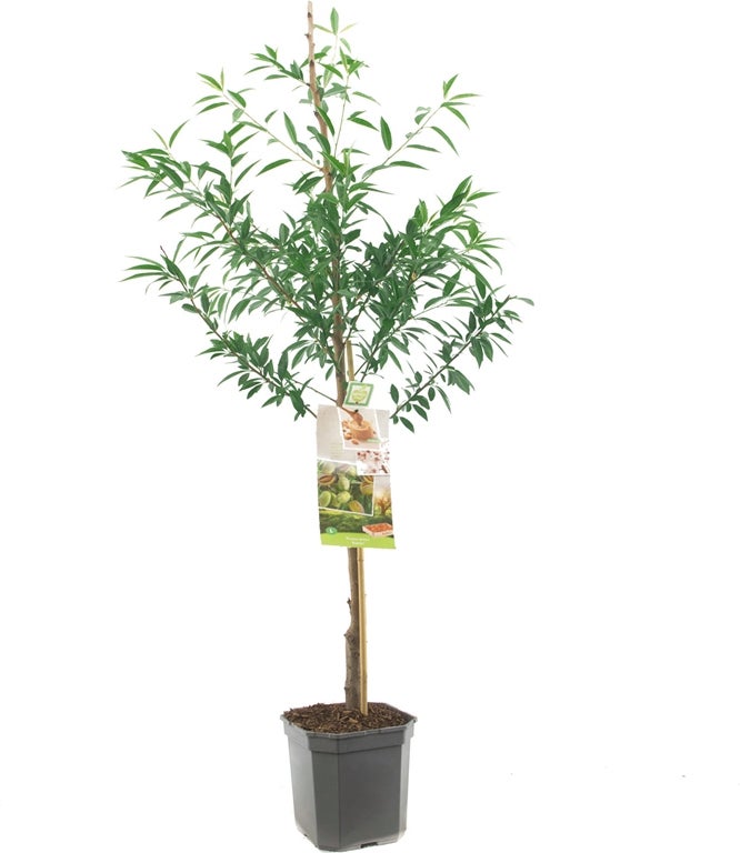 Intratuin biologische Amandel (Prunus dulcis 'Robijn') D 24 H 200 cm