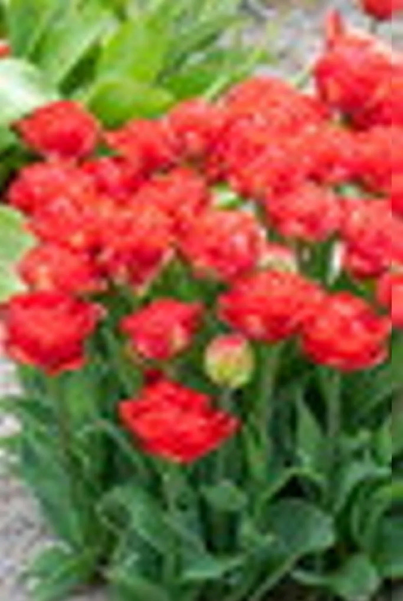 Tulipa gesneriana (Late double flowering Group) 'Pamplona' Tulipan 'Pamplona'