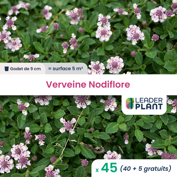 45 x verveine nodiflore en godet