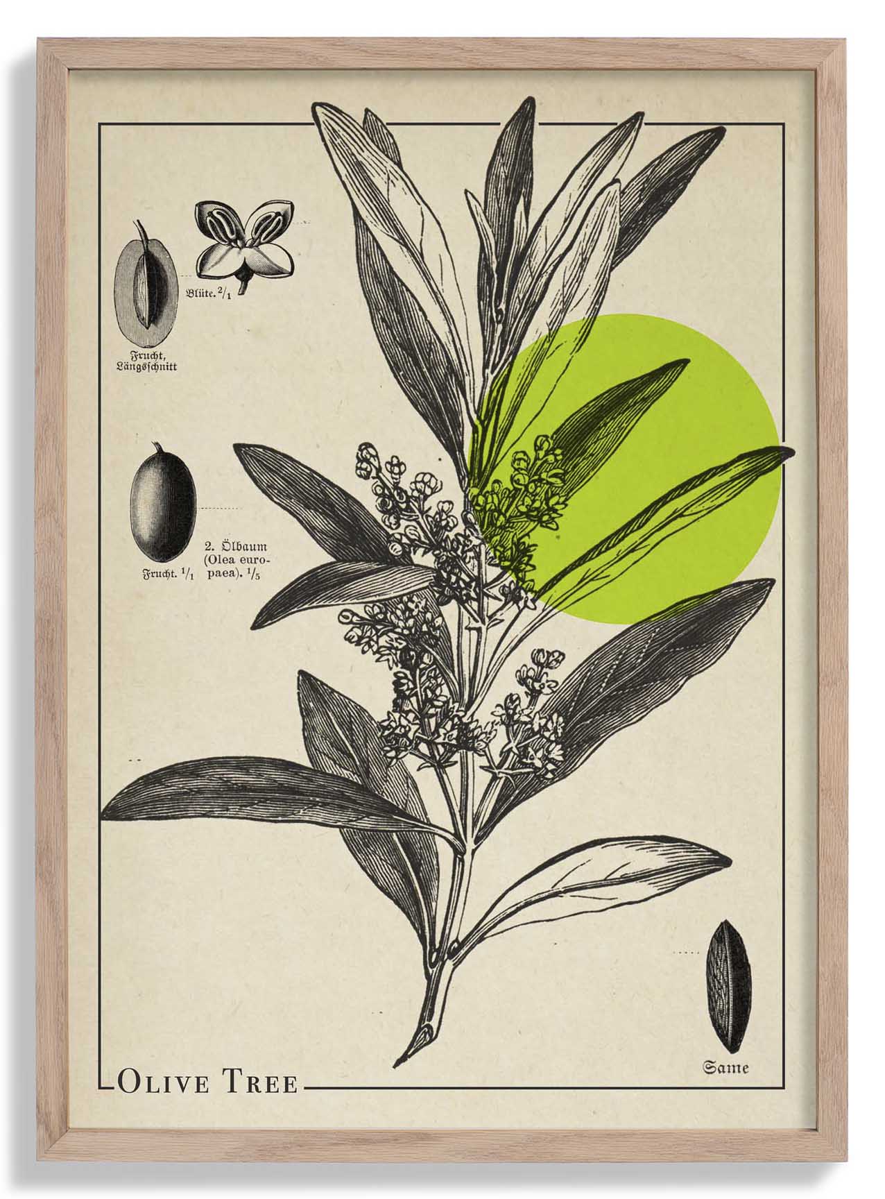 Olivenbaum antik