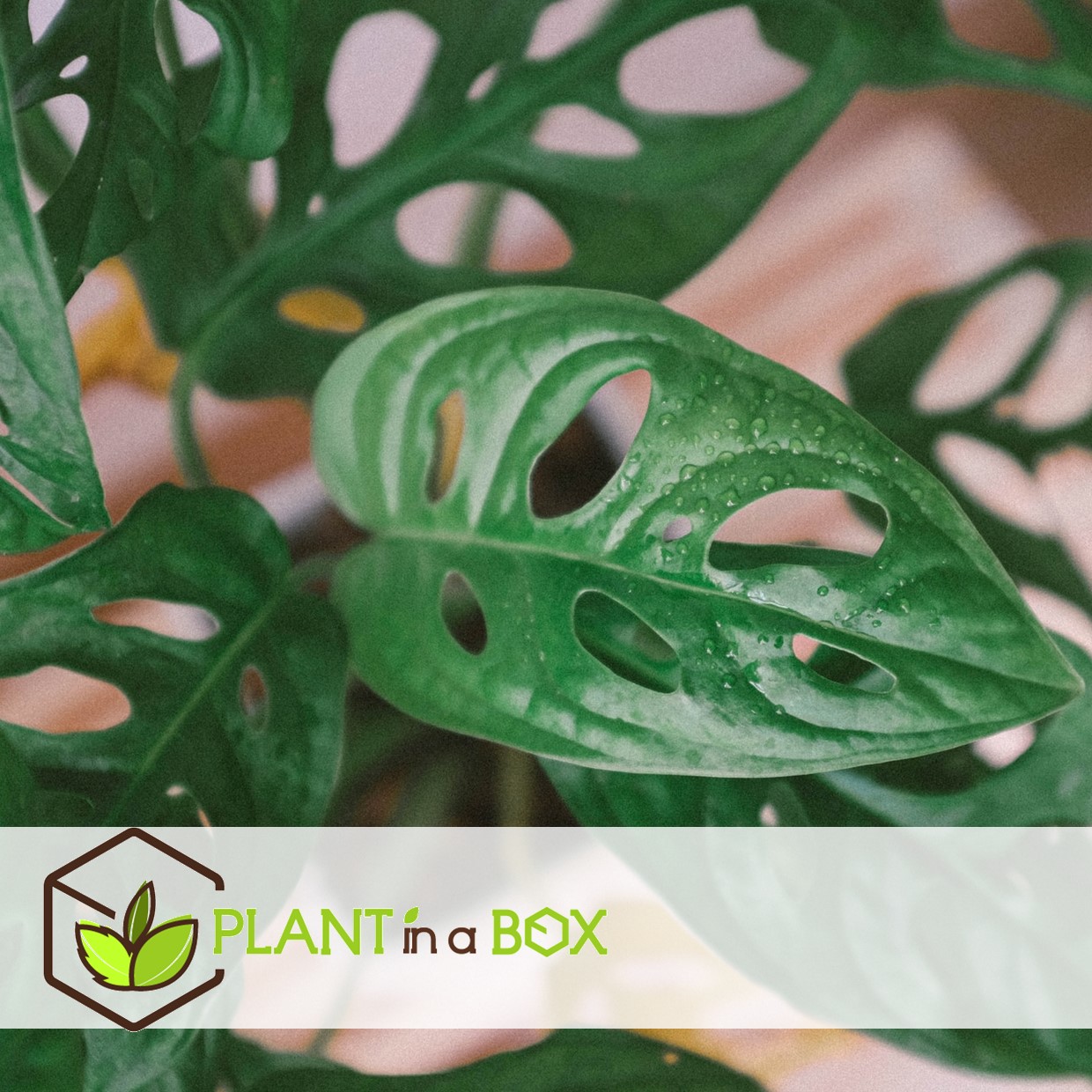 Monstera monkey-mask - pots 12cm - hauteur 20-30cm