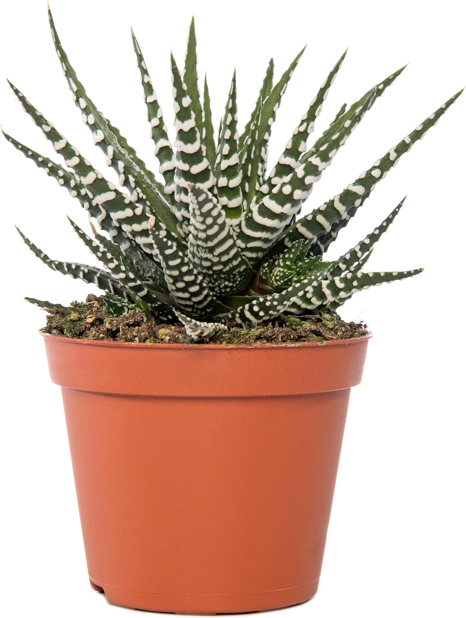 Haworthia (Haworthia fasciata 'Big Band') D 8 H 12 cm
