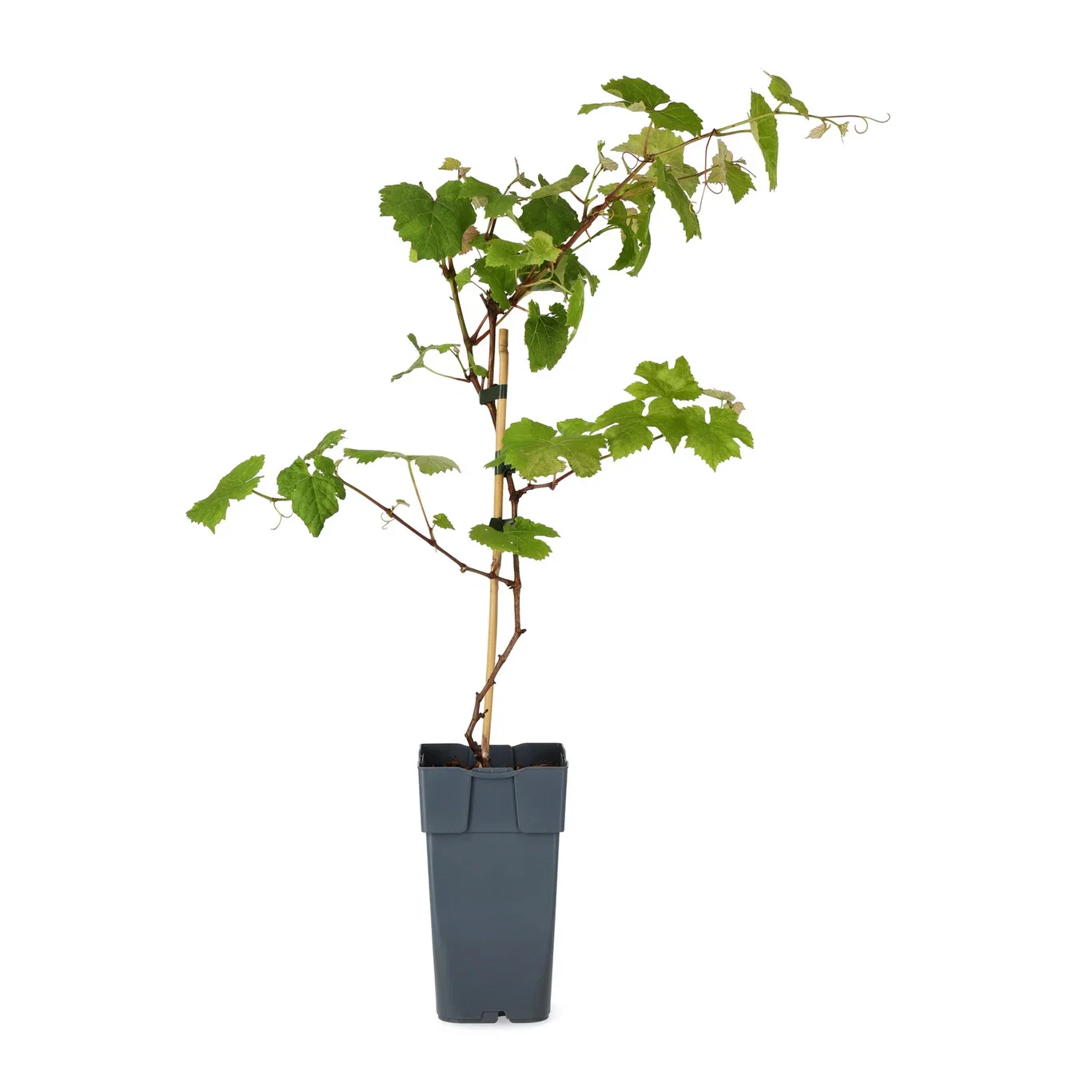 Vitis (Labrusca-Group) 'Spulga' Vinranke 'Spulga' Ø17 cm