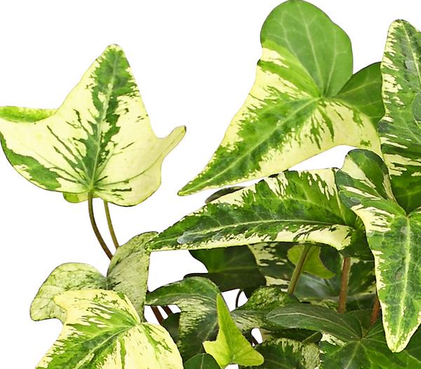 Efeu - Hedera helix, verschiedene Sorten
