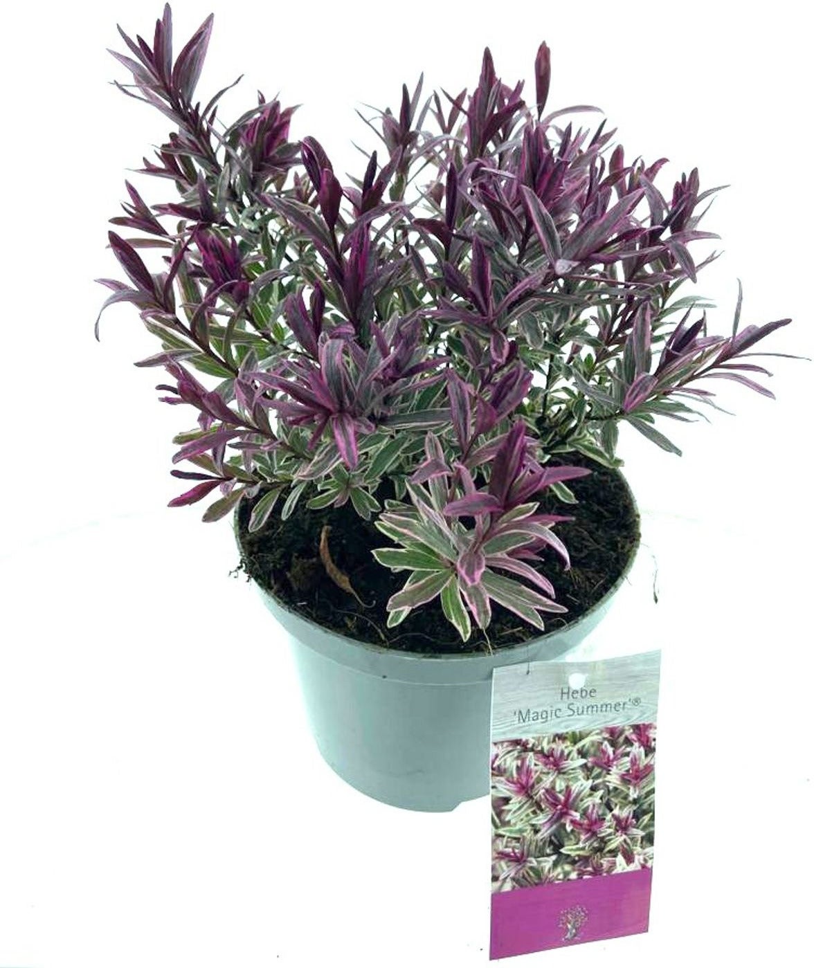 Struikveronica (Hebe 'Magic Summer'®) D 17 H 25 cm