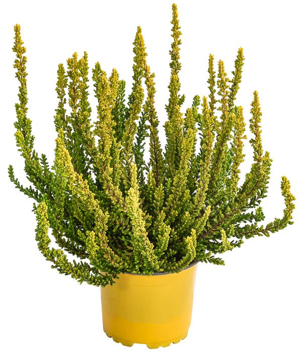 Knospenheide 'Zeta'