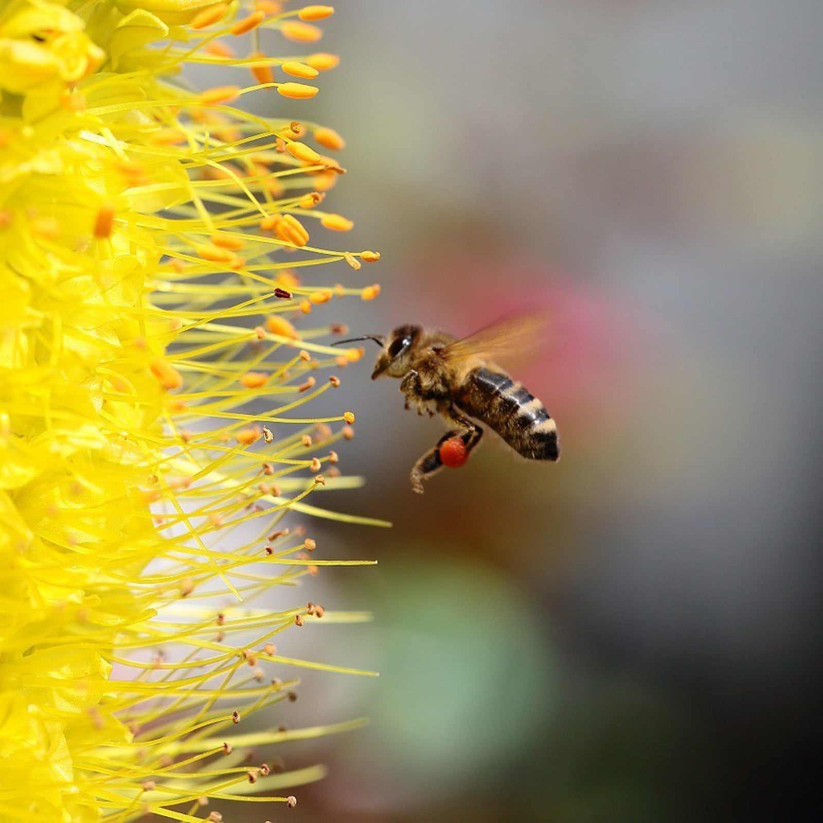 Seedballs Bienen