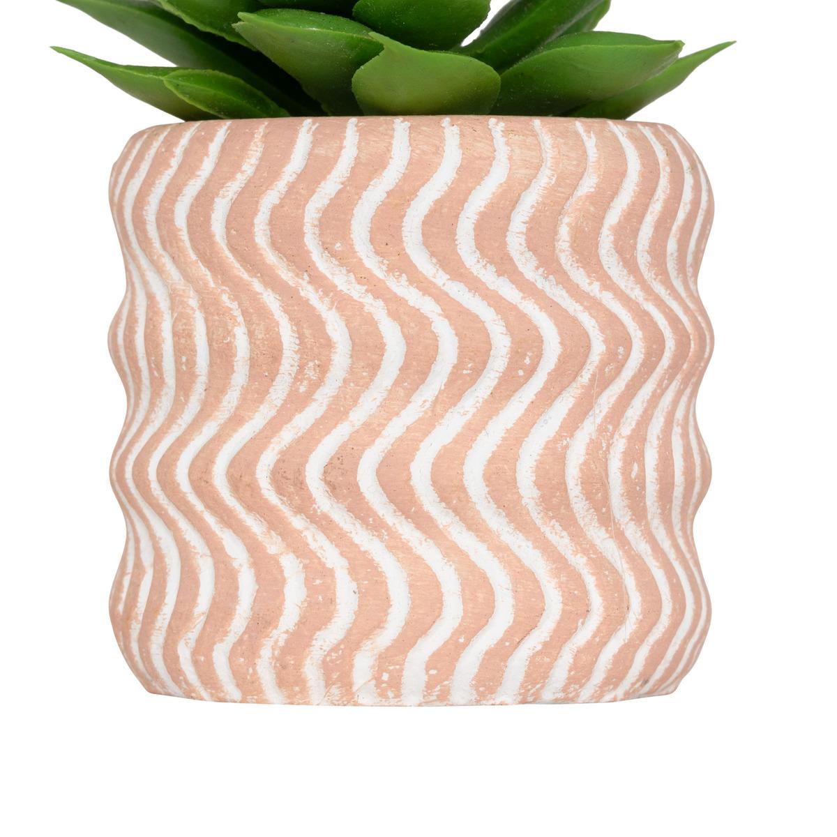 MINI PLANTE GRASSE POT CIMENT UBI H.7CM