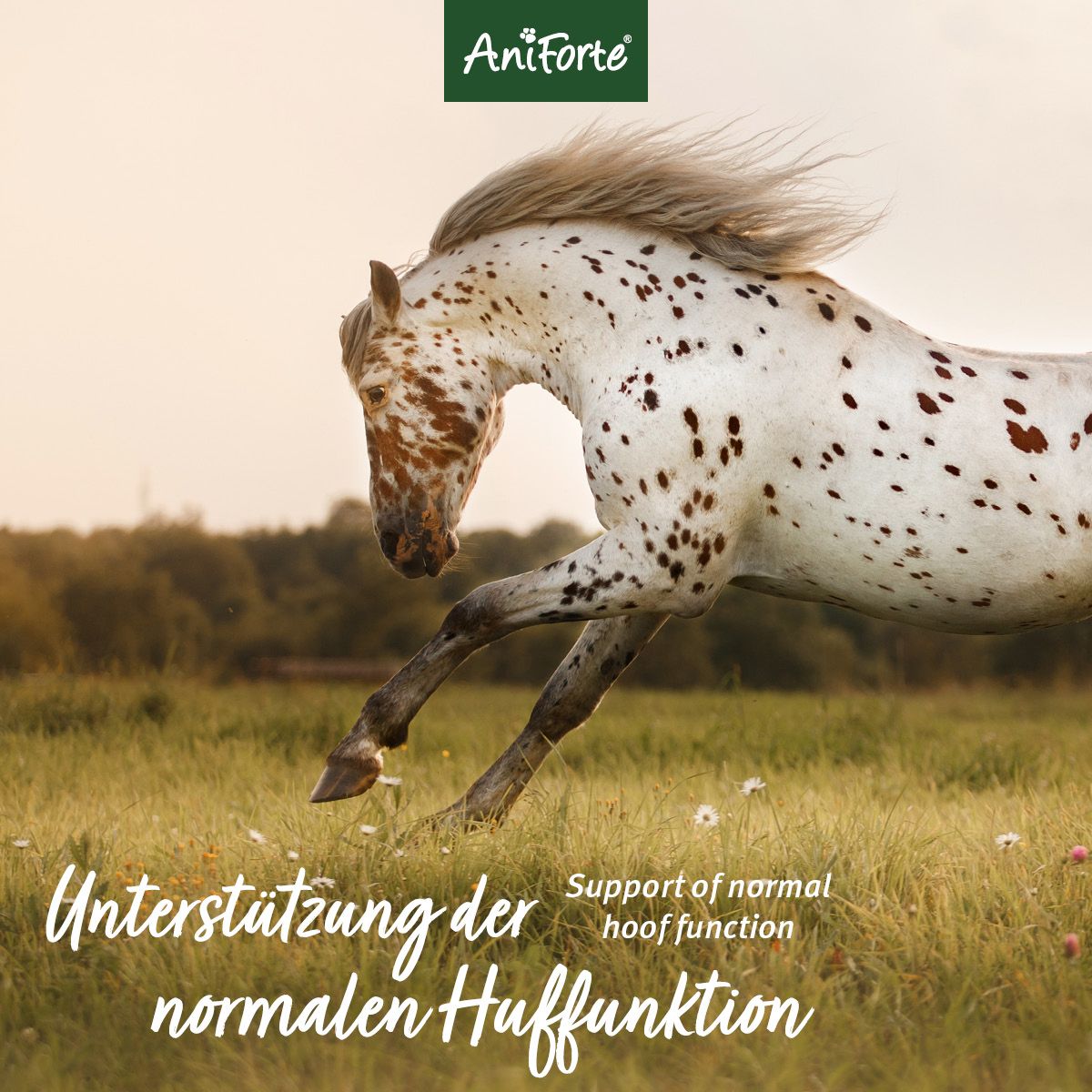 Aniforte Huf-Akut