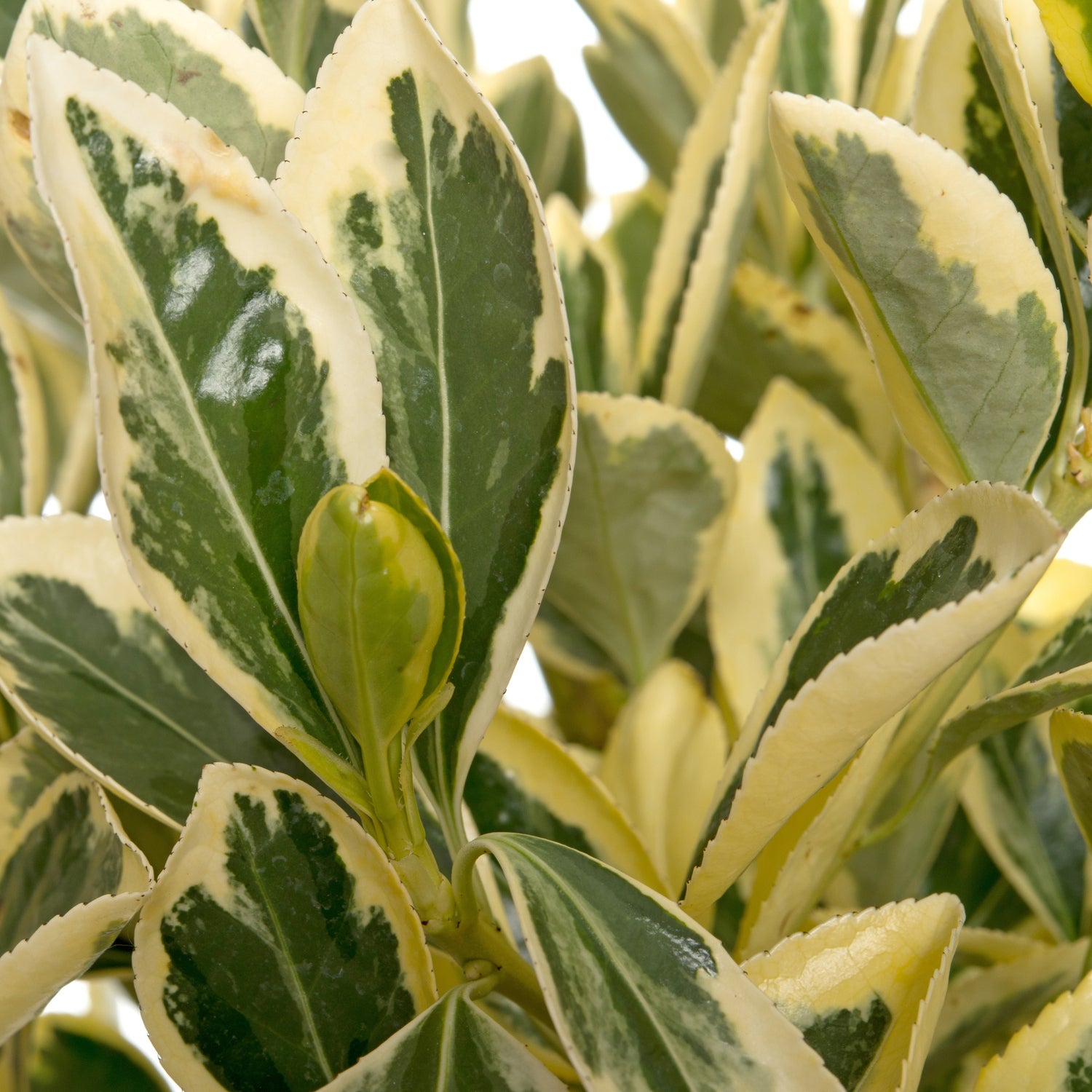 Kardinaalsmuts (Euonymus japonicus 'Bravo') D 25 H 60 cm