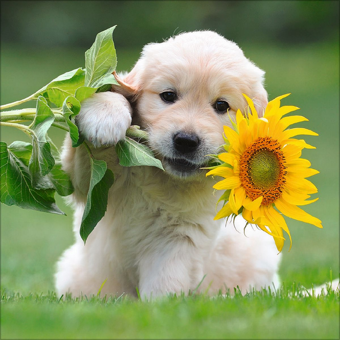 Kalender - 2025 - Dogs