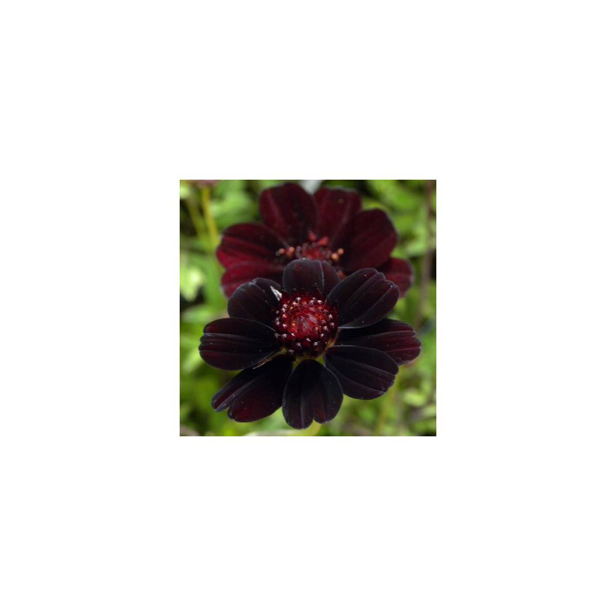 Cosmos chocolat 'chocamocha®'/cosmos atrosanguineus 'chocamocha®'[-]godet