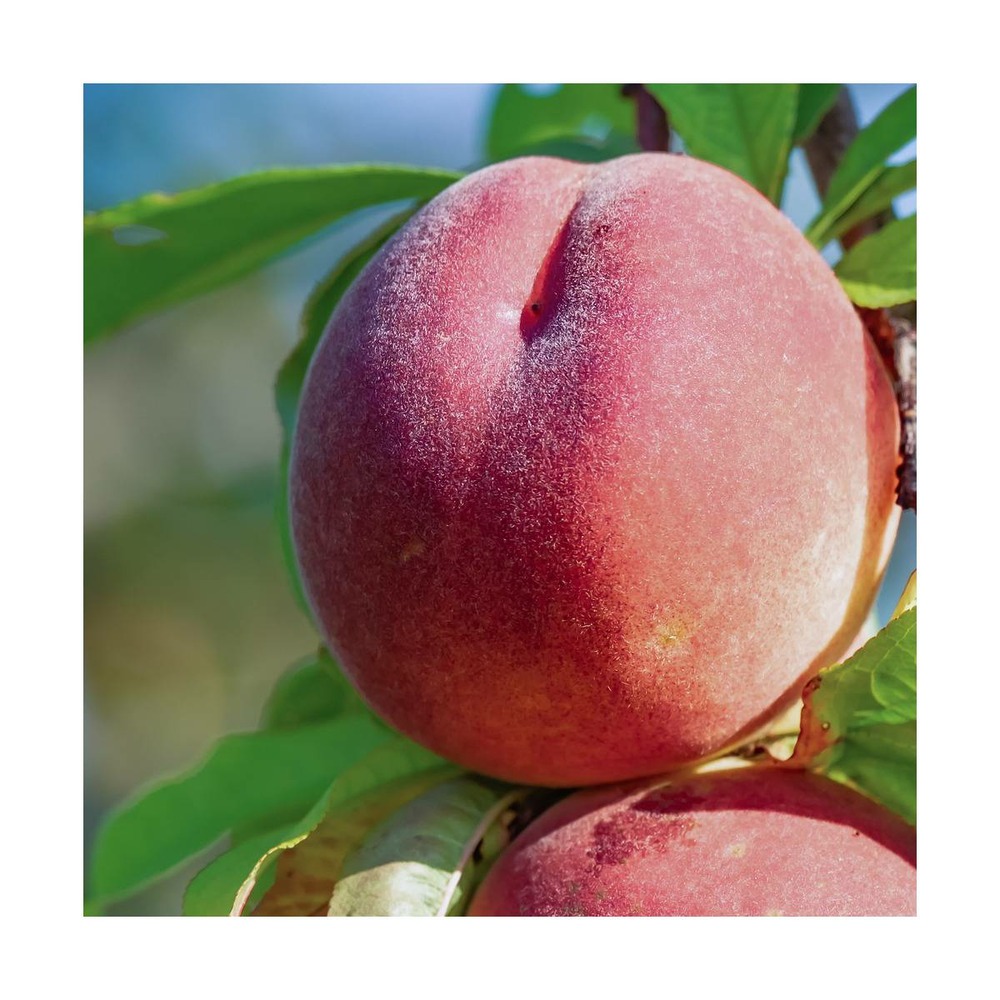 Pêcher persica dixired/prunus persica dixired[-]pot de 10l - gobelet 2 ans