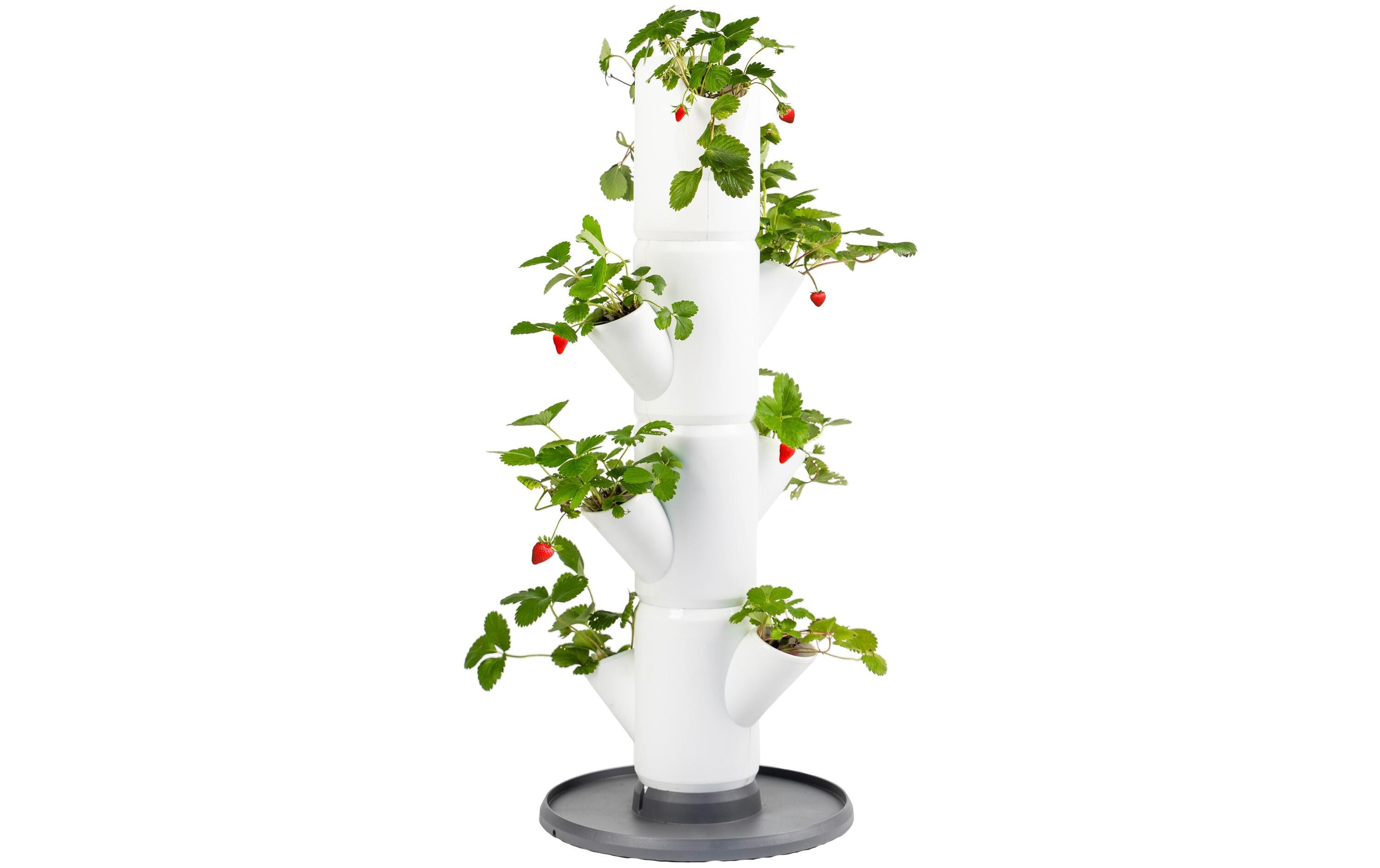 Aufzuchttöpfe SISSI STRAWBERRY Starterset, WeissUrban Gardening Erdbeerbaum