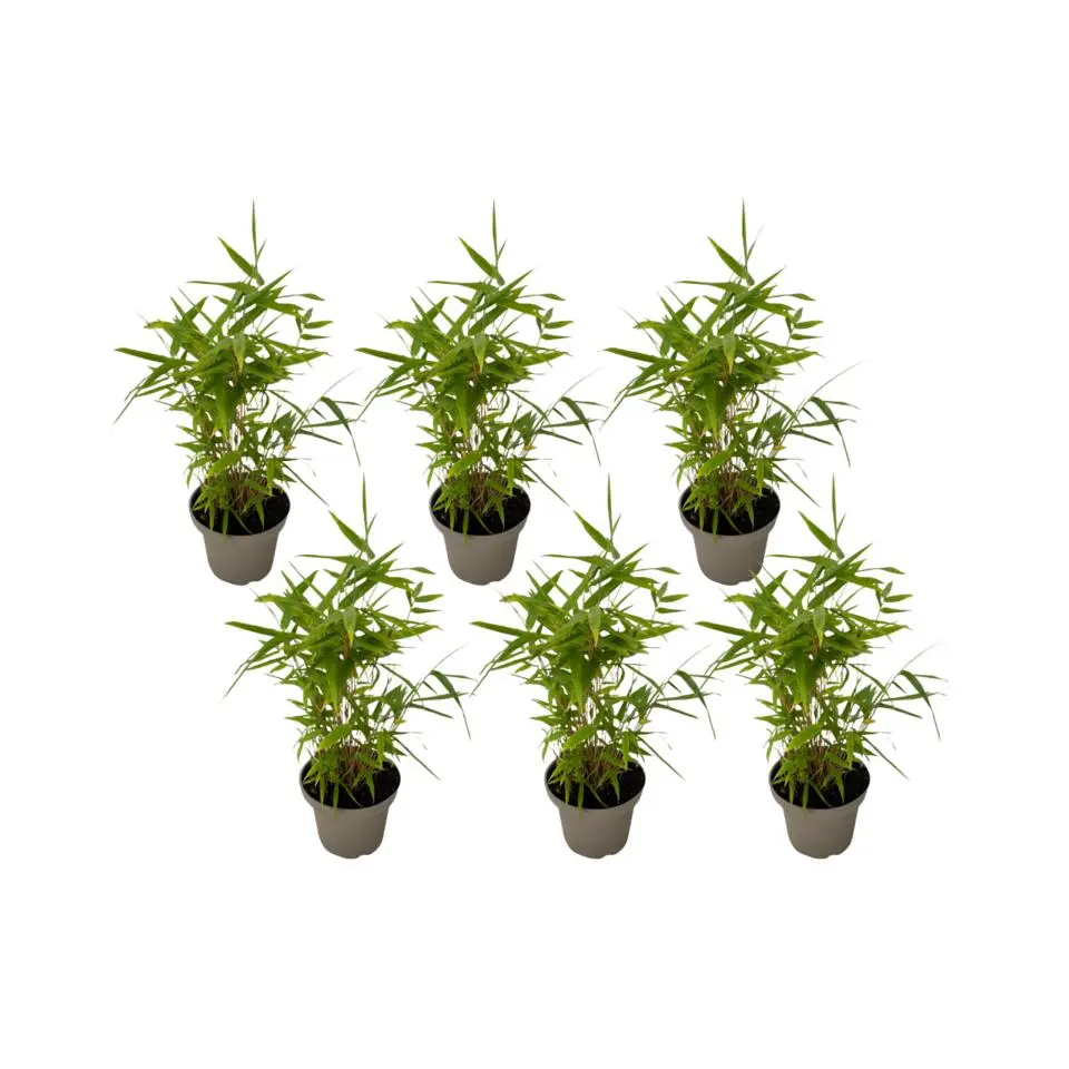 Bamboe - Set van 6 - Fargesia nitida 'Black Dragon' - Hoogte 25-40cm - ⌀14cm