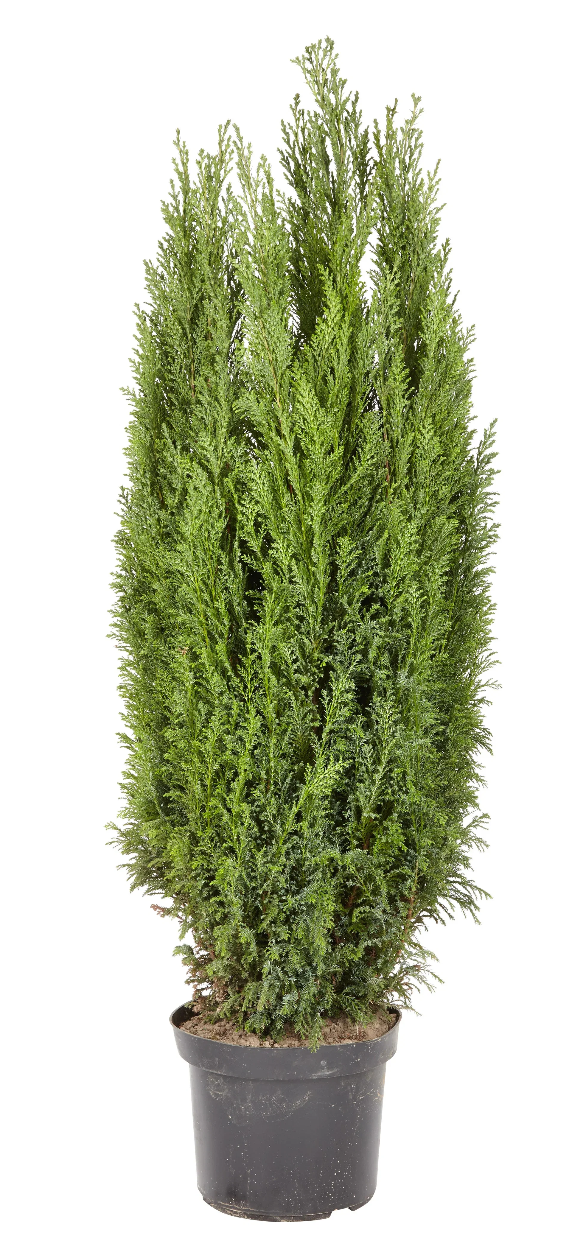 Chamaecyparis lawsoniana 'Ellwoodii' Lawsonsypress  'Ellwoodii' Høyde 100 cm