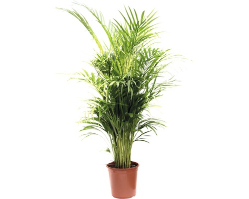 Kamerplanten Groen Mix FloraSelf H 120-140 cm Ø 24 cm Pot diverse soorten 1 st.
