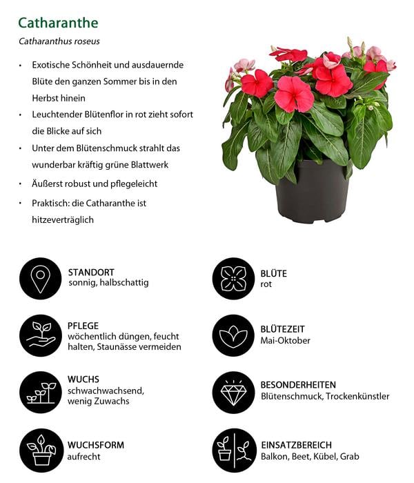 Beet- & Balkonpflanzen-Set Sommerliebe,