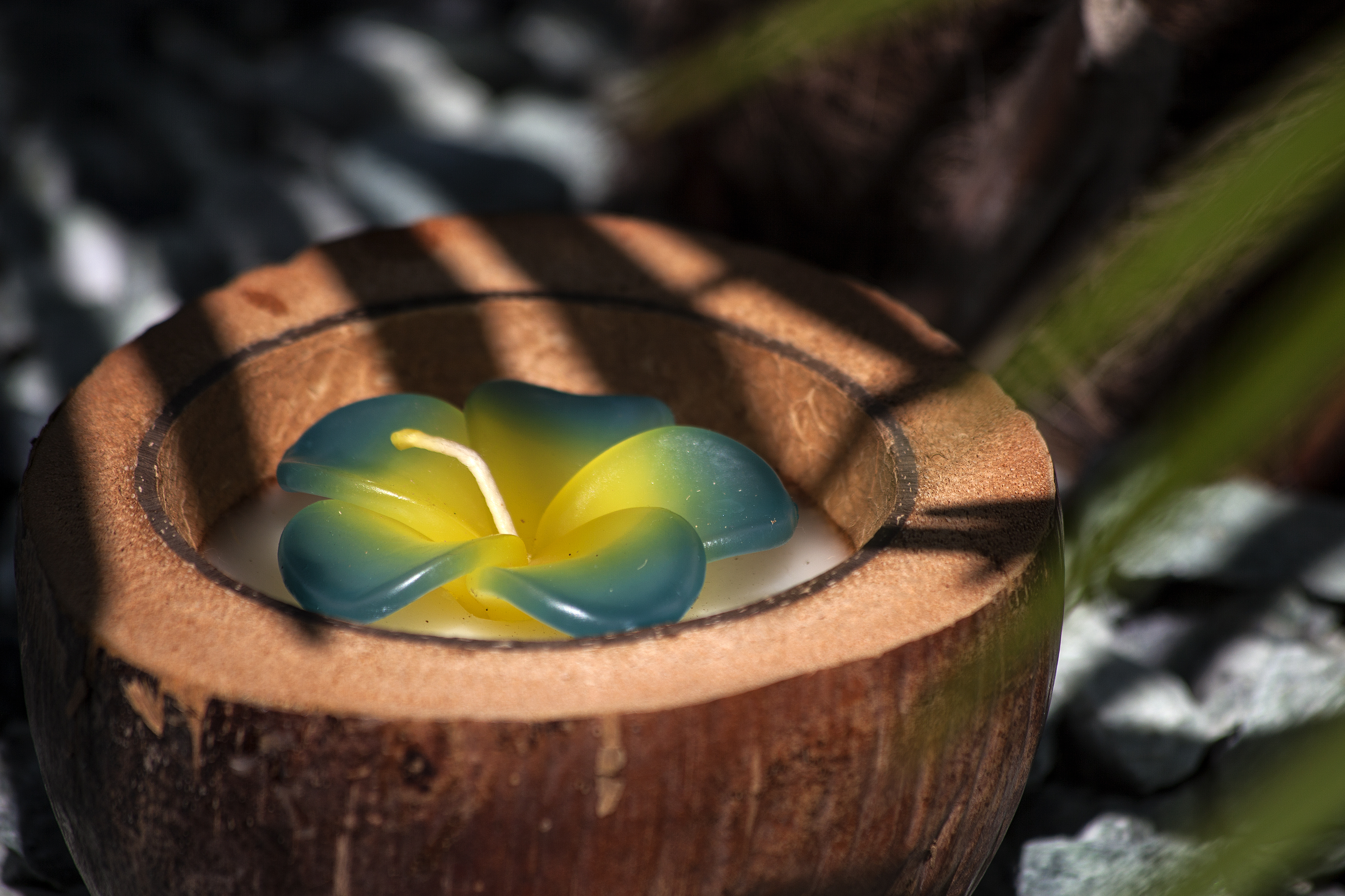 Duftkerze 'Frangipani', in Kokosnusshälfte, braun, multicolor, Ø 13-17 cm von fischer's lagerhaus