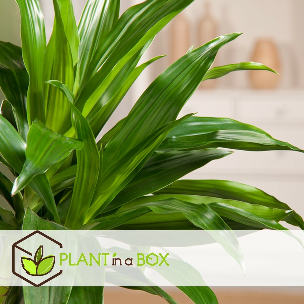 Dracaena deremensis janet craig - pot 17cm - hauteur 60-70cm